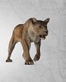 Gif animé lionne marche